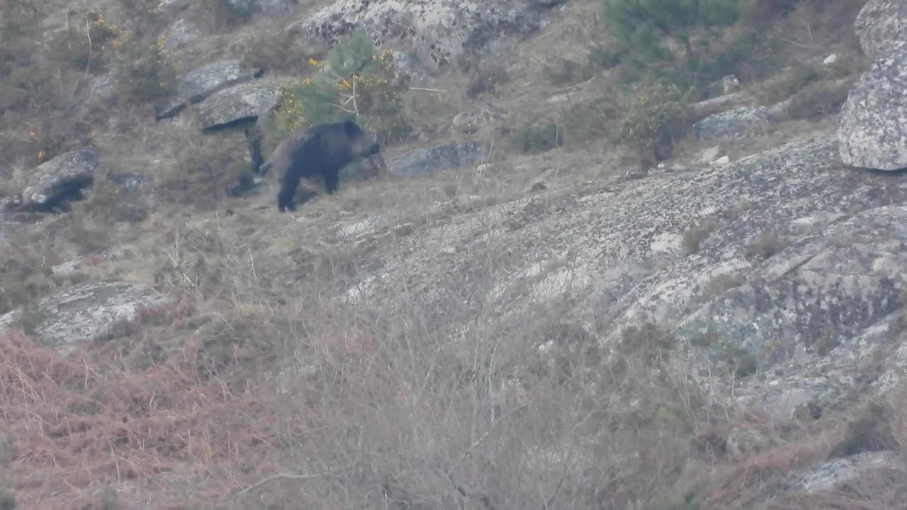Dos jabalís, Sus scrofa, campo a través, Serra do Faro de Avión