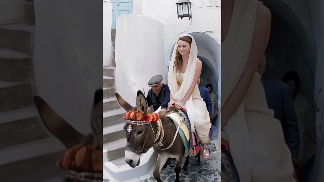 Donkeys Ghadha Donkey Fypviral Trending Foryou Viraldonkey Happypets Youtubeshorts Fyp