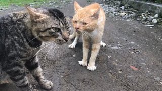 Wauuuuuu Pertarungan Kucing Oren dengan Kucing Hitam #kucing #kucinglucu by RINO PRIATAMA 6,152 views 1 month ago 6 minutes, 22 seconds