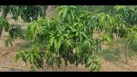 The Mango Loa Project: Open Tatura Trellis Mango uhdp