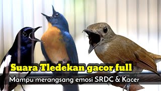 BUKTIKAN... TLEDEKAN GUNUNG FULL GACOR NGEROL PANCING EMOSI KACER & SRDC