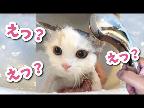 初めてのお風呂に焦りまくる生後2ヶ月の子猫【おしゃべりする猫】