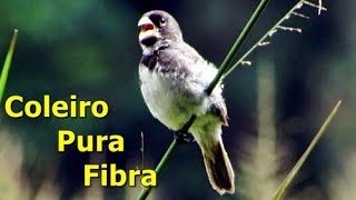 Este Coleiro é Pura Fibra | Encantos da Natureza - Capítulo 61