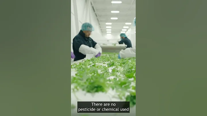 Future Of Farming  Vertical Farms #Shorts