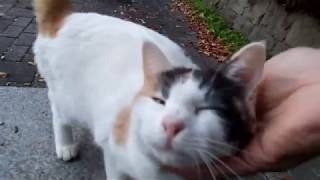 公園で野良猫親子達と戯れる。茶トラも現れた