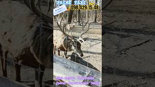 #prime #taxi і #звірі