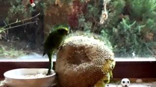 Springsittich Pete Und Die Sonnenblume