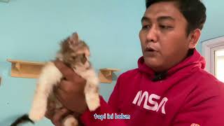 REVIEW anak kucing persia gembul ready adop, adopsi kucing jakarta selatan by Oco Nugroho 325 views 11 months ago 4 minutes, 50 seconds