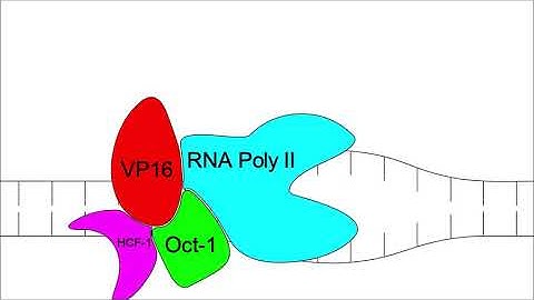 Herpes Simplex Virus Replication (Detailed Animation Steps)