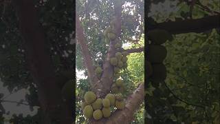 kane en kanmaniye watsapp status #love #naturelover #jackfruitlover  #happyvibe  #romanticvibes
