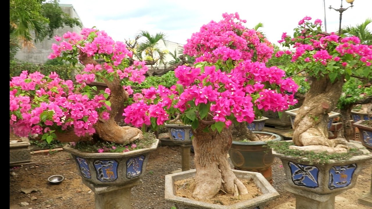 Bonsai hoa giấy khủng nhất miền trung