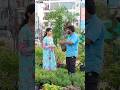 Rosemary plant which is best for Hair growth | Nursery in Hyderabad | ClassicTV | #plants #shorts