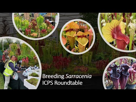 Video: Sonnedouplantinligting: Leer oor die kweek van vleisetende sonnedouplante