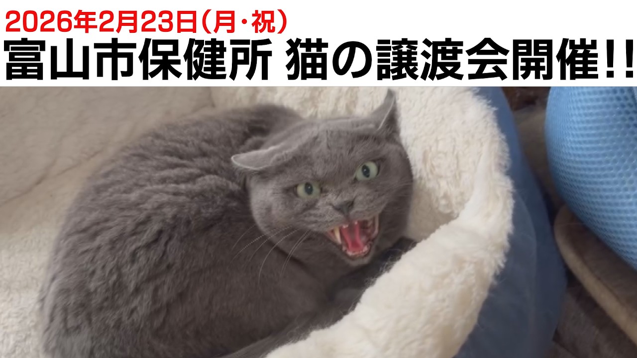 【譲渡会は終了しました】参加する猫の普段の様子を紹介！（2月23日・富山市保健所）