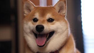 お酒がやめられないことを自分の能力の低さだと勘違いしてはいけないよ #断酒 #アルコール依存症