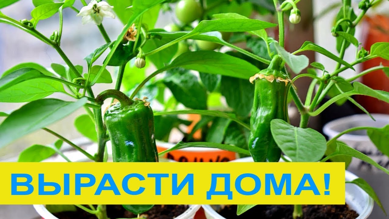 ТОП 10 ОВОЩЕЙ КОТОРЫЕ ЛЕГКО ВЫРАСТИТЬ ДОМА