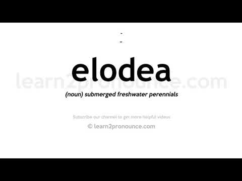 ቪዲዮ: Elodea Waterweed ምንድን ነው፡ የElodea ተክሎች በኩሬዎች ውስጥ መቆጣጠር