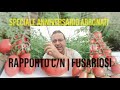 Mix parti Speciale Anniversario Abbonati