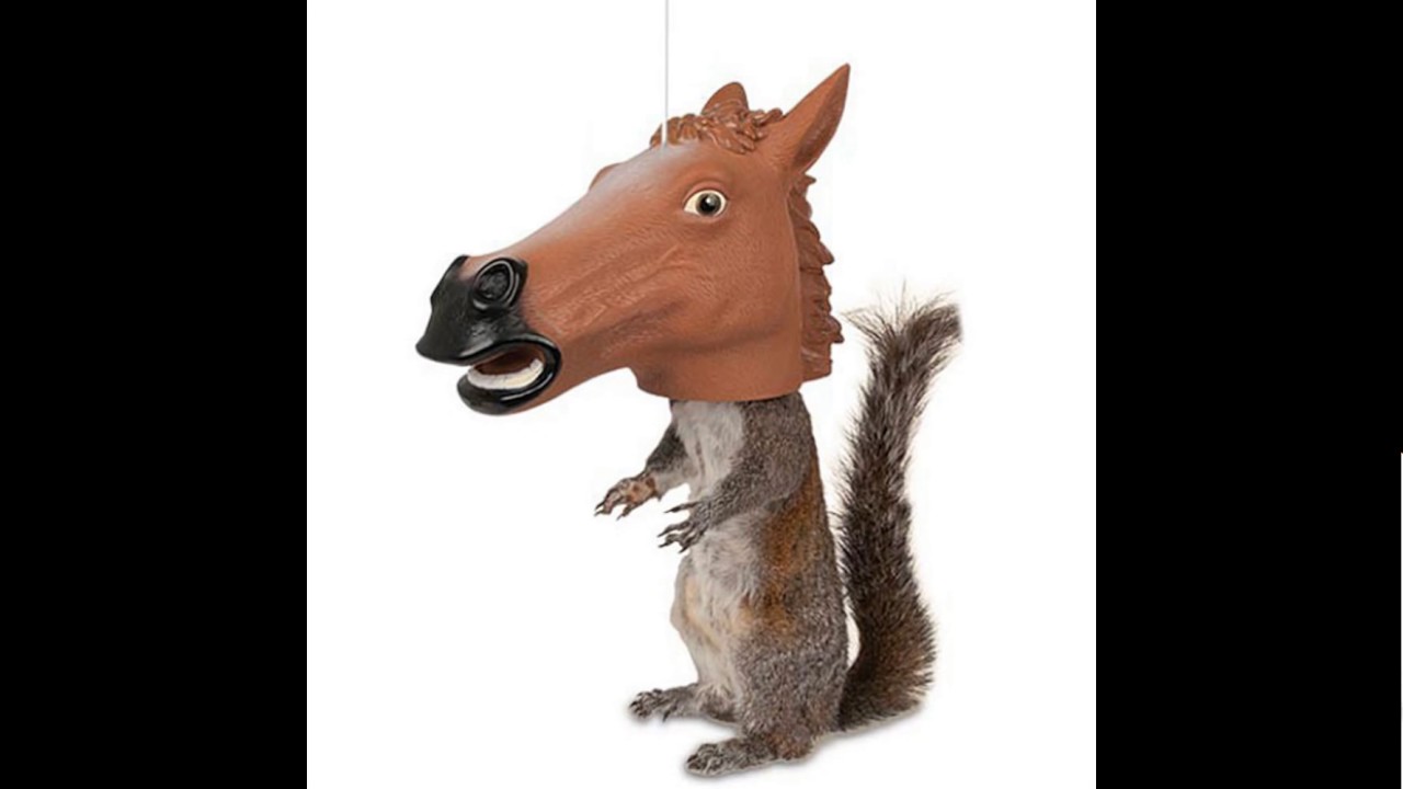 the squirrel song YouTube