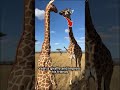 This man was trying to prank a giraffe and suddenly this happen. 😂