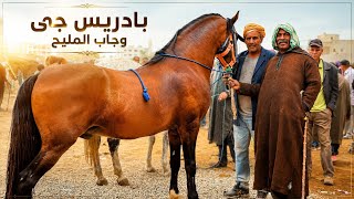 بعد غياب طويل بادريس رجع السوق وجاب خيول مليحة السوق الخميسات 😍