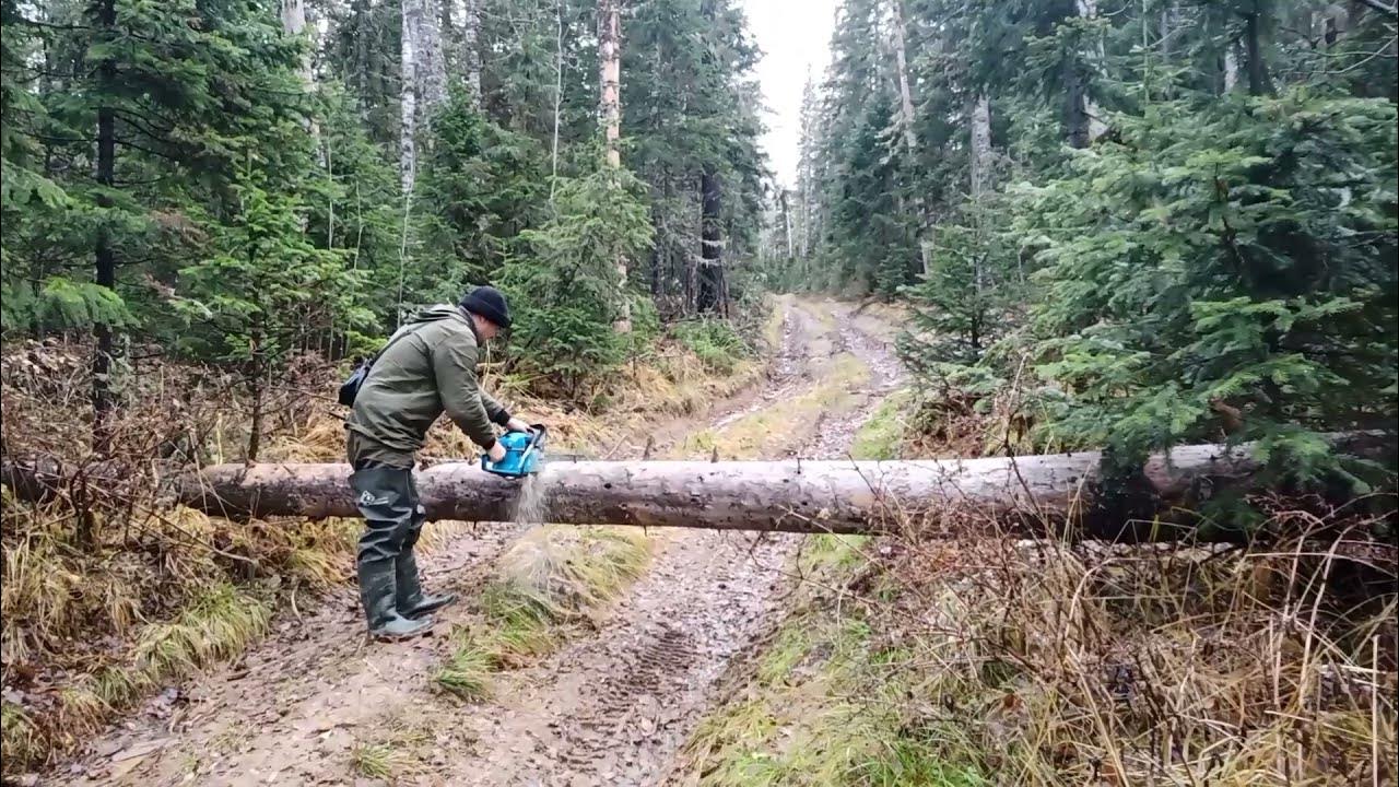 Сломанные деревья в лесу. Трудно идти по тайге упавшие деревья. Сухостой ветровал бурелом. Парень тайга. Сибирская тайга бурелом.