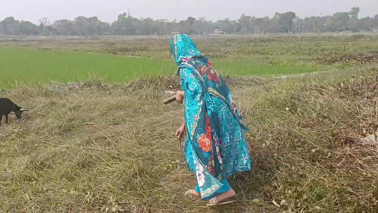 আজকে চলে গেলাম আমাদের নানীদের বিলে | Village life with Lamiya