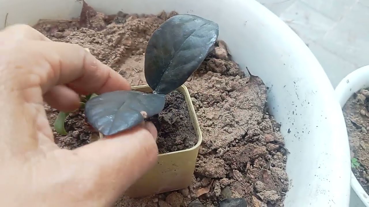 พาดูการปลูกกวักมรกตด่างแบบง่าย