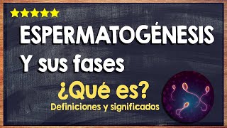 🙏 ¿Qué es la espermatogénesis? - Definición y fases de la espermatogénesis 🙏