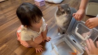 お土産？の金魚に夢中な猫　ラガマフィンA cat obsessed with goldfish. Ragamuffin