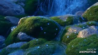 🌼🌿🌊Vibrant Moss, Sunlit Drops Egyptian star flower