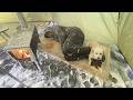 Trapped in a Deadly Snowstorm -40F WINTER CAMPING WINTER STORM hits HOT tent. FREEZING wind