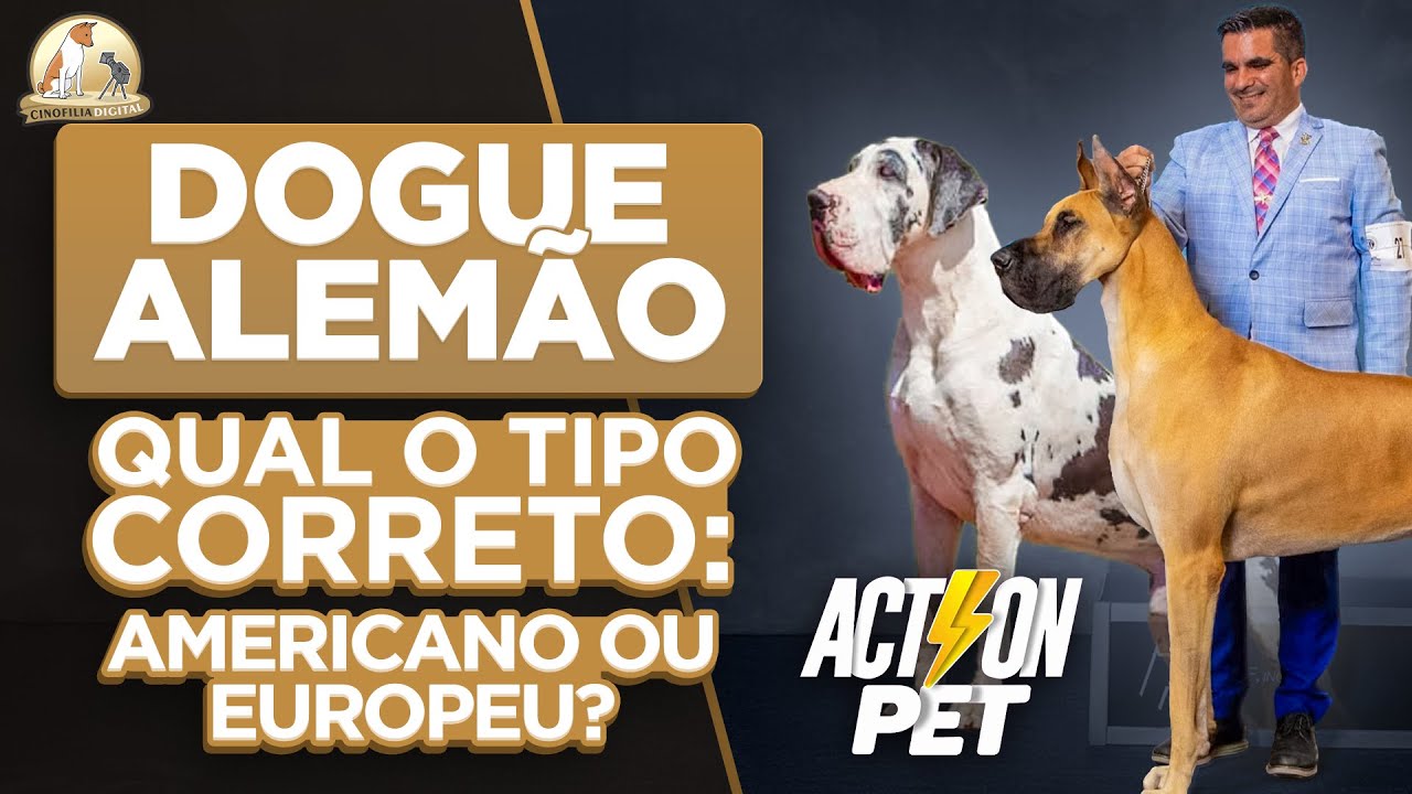 Dogue Alemão | Americano ou Europeu | Cinofilia Digital