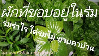 ผักสวนครัวที่ปลูกในร่มได้​หรือแดดน้อย​ โดยแม่มะลิซ้อนเกษตรอินทรีย์​ -  Youtube