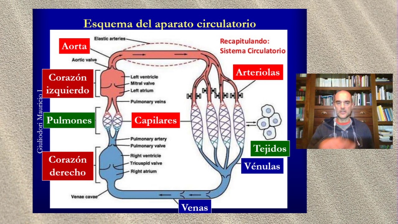 Fisiologia cardiaca: Mecanismo de Starling del corazón en 10 minutos, fácil y simple.