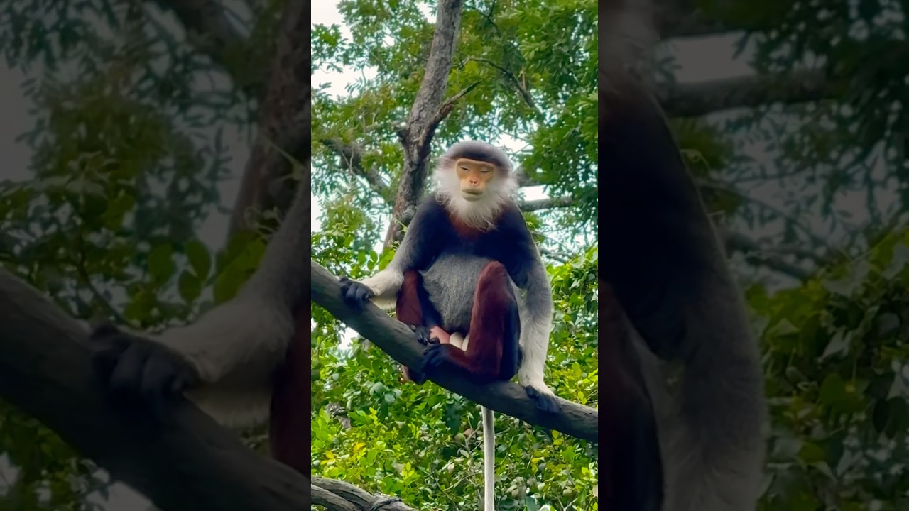 Red-shanked Douc Langur | Singapore Zoo 