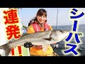 【驚愕〇〇cm!!】落とすだけで釣れる?東京湾シーバス祭り!