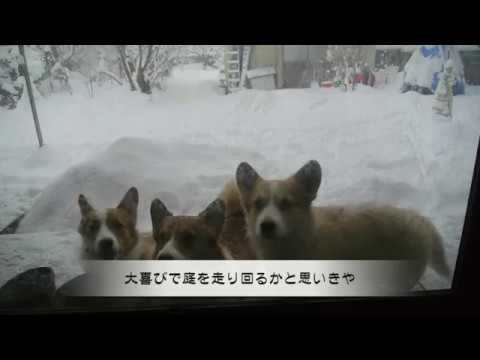 2017　寒波がやってきました
