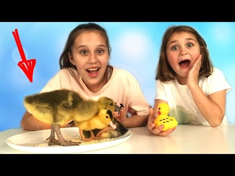 Видео: ОБЫЧНАЯ ЕДА против ШОКОЛАДА Челлендж с НАСТОЯЩИМИ ЖИВОТНЫМИ! Gummy Food vs Real Food Challenge