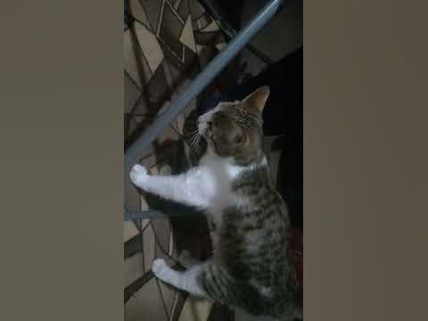 Котики мяу мяу - YouTube