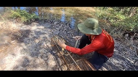 NT 67 lll đi thăm lợp trong rừng tràm ngập mặn (phần 3)