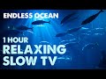 1 hour relaxing aquarium slow tv  endless ocean sharks