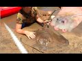 RARE FOOTAGE: Stingray Giving Birth, Boy Delivers 12 Stingrays! HD