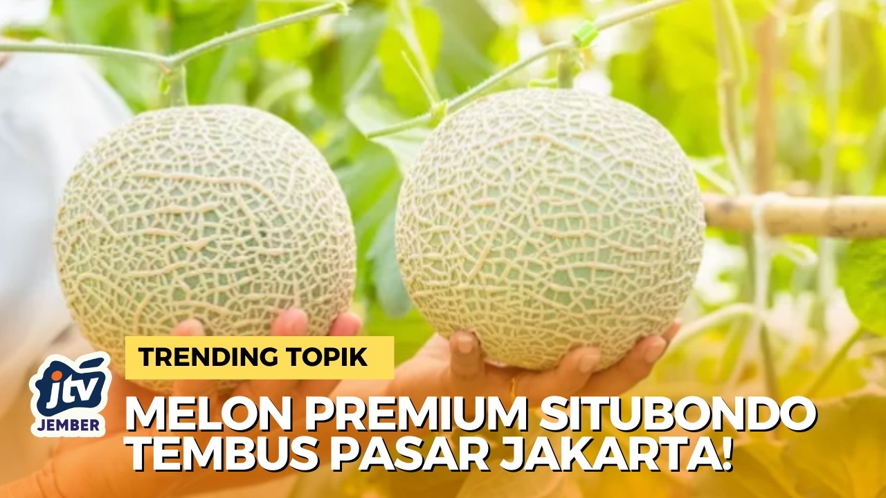 [LIVE] Berkah Ramadan! Lahan Mati di Situbondo Sukses Panen Melon Premium