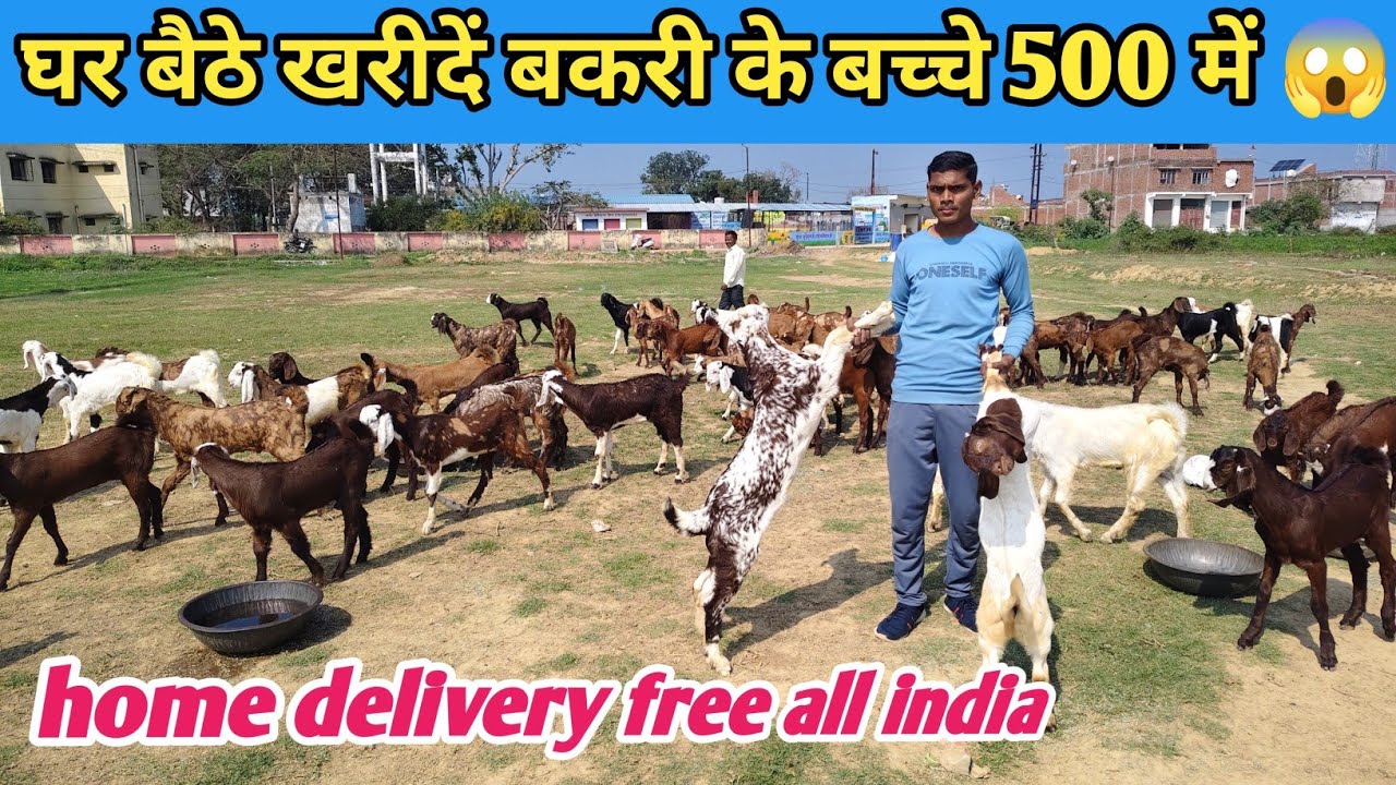 🐐 घर बैठे खरीदें बकरी के बच्चे | HOME DELIVERY FREE 😱🚚