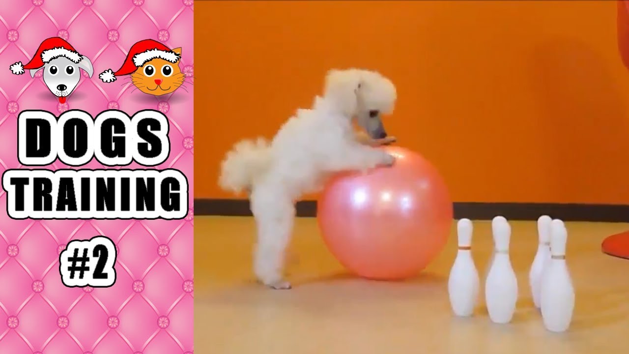 Dogs Training At Home Dogs Training 2 How To Dogs Training Home