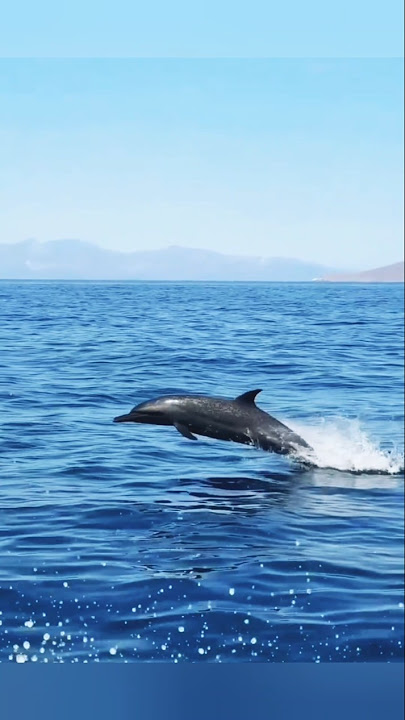 🌊 Stunning Dolphin Leap in Crystal Blue Ocean | Nature’s Pure Beauty 🐬 #shorts #nature