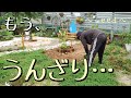 【雑草】庭全体を覆い尽くした雑草を抜く!もう体力はゼロ…です。。