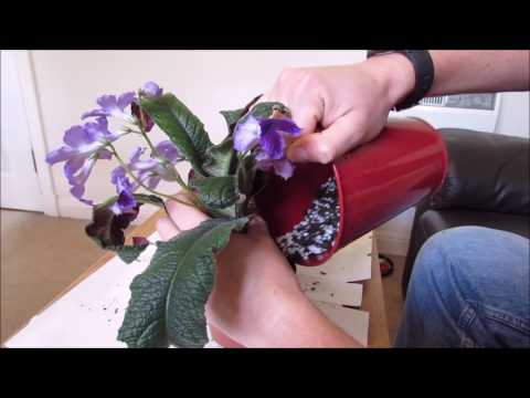 Video: Streptocarpus Met Name (38 Foto's): Kenmerke Van Variëteite 