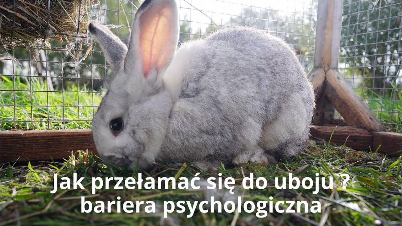 Ciemna strona hodowli zwierząt na mięso | Ubój a bariera psychologiczna